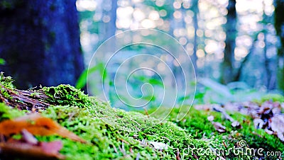 Beautiful greenery natural environment in the forest . focus on green moss with blurred trees Stock Photo