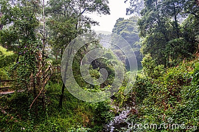 Beautiful greenery over sweetwater creek. Stock Photo