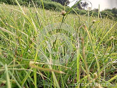 BEAUTIFUL GREENISH GRASS Stock Photo