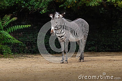 Grevys Zebra Stock Photo