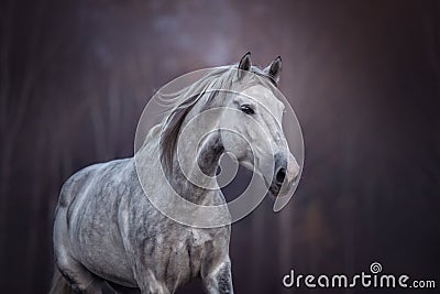 Beautiful grey arabian horse running free. Stock Photo
