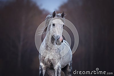 Beautiful grey arabian horse running free. Stock Photo