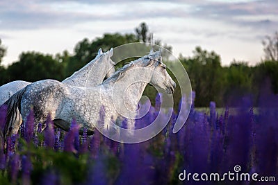 Arabian horses running free on a flower meadow. Stock Photo