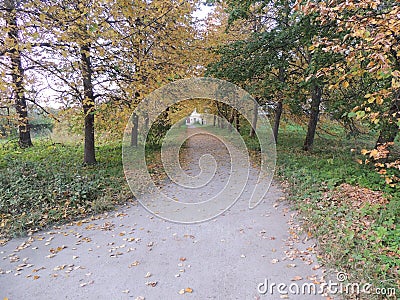 Beautiful autumn road with grass around and some brown fallen leaves Stock Photo