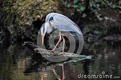 Beautiful grey blue large heron stood on log in lake fishing. Big colourful bird standing with long neck and beak looking down Stock Photo