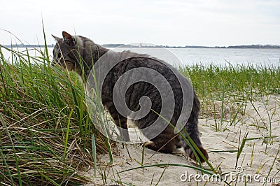 Beautiful grey cat on the beach Stock Photo