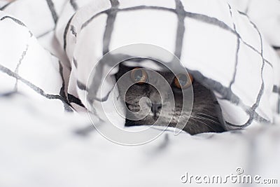 A beautiful grey cat Stock Photo