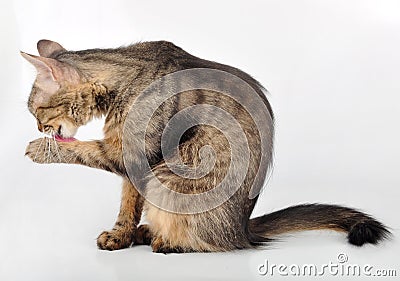 Beautiful grey cat licking her paw Stock Photo