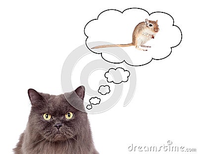 Beautiful grey cat thinking in a mouse Stock Photo