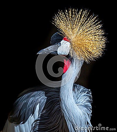 Grey Crowned Crane Portrait Stock Photo