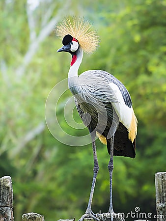 Beautiful Grey Crowned Crane bird Stock Photo