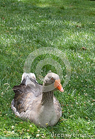 Beautiful grey gander from French Marais Poitevin in grass, copy space Stock Photo
