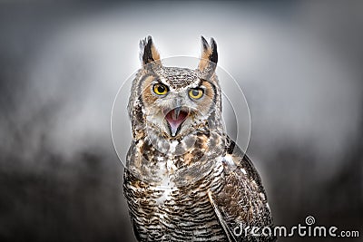 Beautiful Grey horned owl Stock Photo