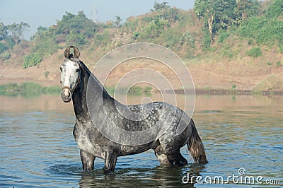 Beautiful grey Marwari stallion posing in river at early morning . india Stock Photo