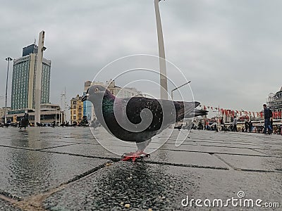 Beautiful grey pigeon close up in the city Editorial Stock Photo