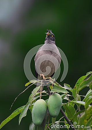 A Sturnidae on a Mango tree. Stock Photo