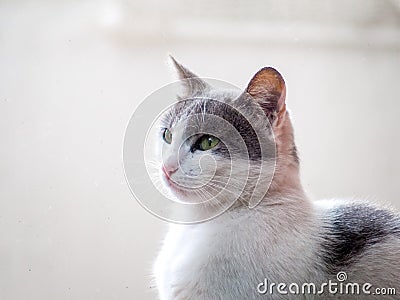 Beautiful grey and white cat with pink nose - closeup shot Stock Photo