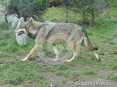Beautiful grey wolf [ Canis lupus ] Stock Photo