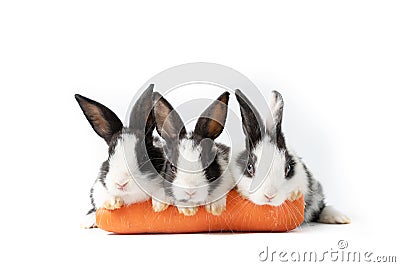 Beautiful Group easter rabbits eating carrot isolated on white background., Healthy lifestyle. Stock Photo