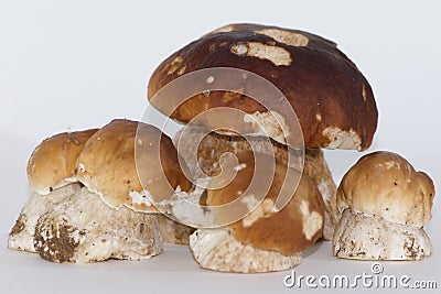 Beautiful closeup group of five isolated porcini mushrooms large and small, steinpilz Stock Photo