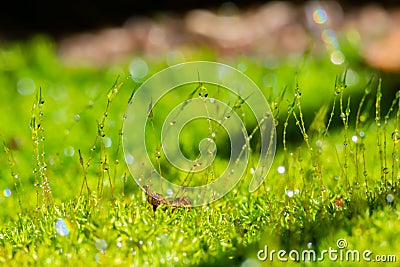 Beautiful group of moss with water drop Stock Photo