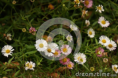 Beautiful group of Pink and White Dandelions Stock Photo