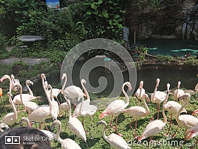 Beautiful group of white and peach colour swan duck near wild river side Stock Photo