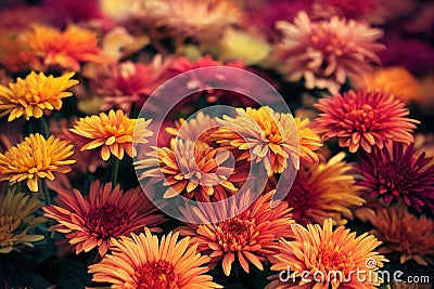 Beautiful growing bright chrysanthemum flowers close up background decoration. Stock Photo