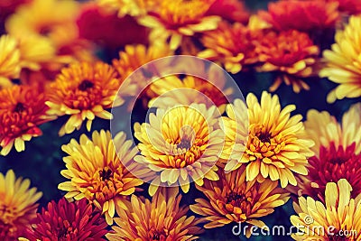 Beautiful growing bright chrysanthemum flowers close up background decoration. Stock Photo