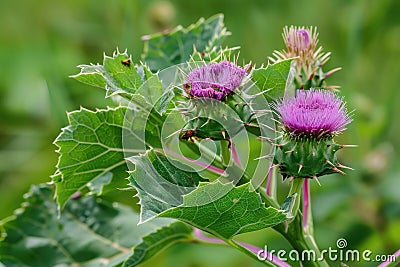 Beautiful growing flower burdock thistle on background meadow Stock Photo