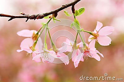 The beautiful Guangzhou sakura(xiao qiao) flowers Stock Photo