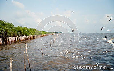 Beautiful Gull flying, Bangpu, Thailand Stock Photo