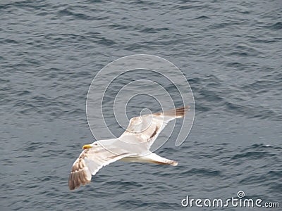 Beautiful gulls of great beauty and nice color mugging for the camera Stock Photo