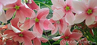 beautiful gulp flowers pink mixed with white Stock Photo