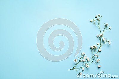 Beautiful gypsophila flowers on light blue background, flat lay with space for text. Floral decor Stock Photo