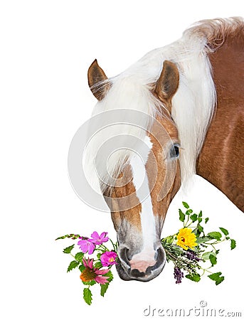 Beautiful Haflinger Horse with natural herbs in her mouth Stock Photo