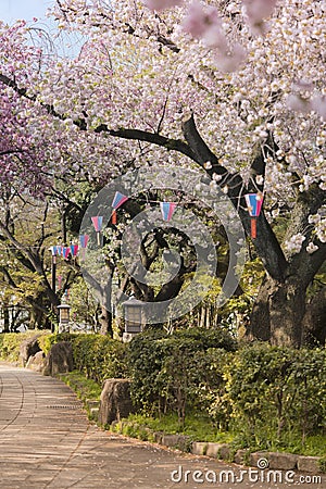 Beautiful hanami party with the pink cherry blossom of Asukayama park in the Kita district of Tokyo, Japan. Stock Photo