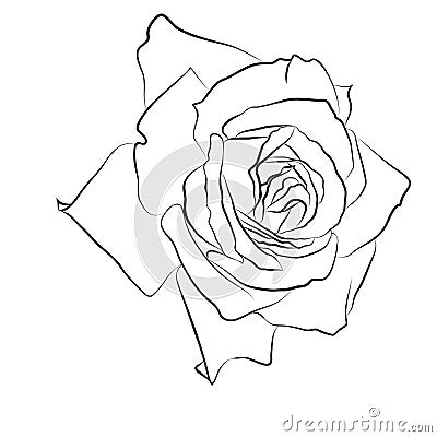 Beautiful hand drawn sketch rose, isolated black contur on white background. Botanical silhouette of flower Cartoon Illustration