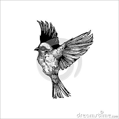 Hand drawn sparrow illustration, small bird, Bird drawing, Black owl, beautiful bird, wild animal Vector Illustration