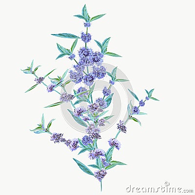 Beautiful hand drawn vector mint flowers isolated Vector Illustration