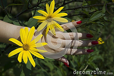 Beautiful hand of young woman with perfect nail red manicure and yellow flower Stock Photo