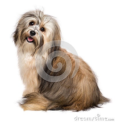 Beautiful happy Bichon Havanese dog from behind Stock Photo