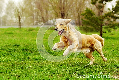 Beautiful happy dog Golden Retriever running around and playing Stock Photo