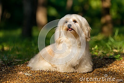 Beautiful happy havanese dog is sitting on a sunny forest path Stock Photo