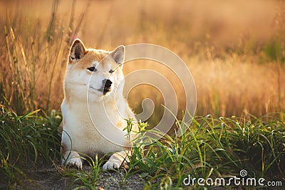 Beautiful and happy Red Shiba inu dog lying in the field in summer at sunset Stock Photo