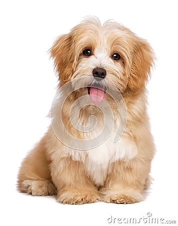 Beautiful happy reddish havanese puppy dog is sitting frontal Stock Photo