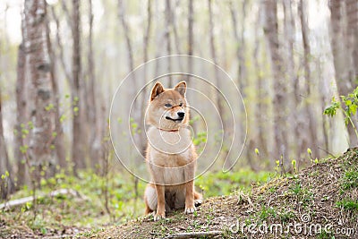 Beautiful and happy shiba inu dog sitting on the grass in the forest at sunset. Cute Red shiba inu female Stock Photo