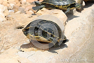 Beautiful hardy slow shell turtle strong old woman Stock Photo