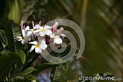 Hawaii Plumeria flowers used in Hawaiian Leis Stock Photo