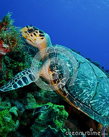 A Hawksbill Turtle on the Reef of Cozumel Stock Photo